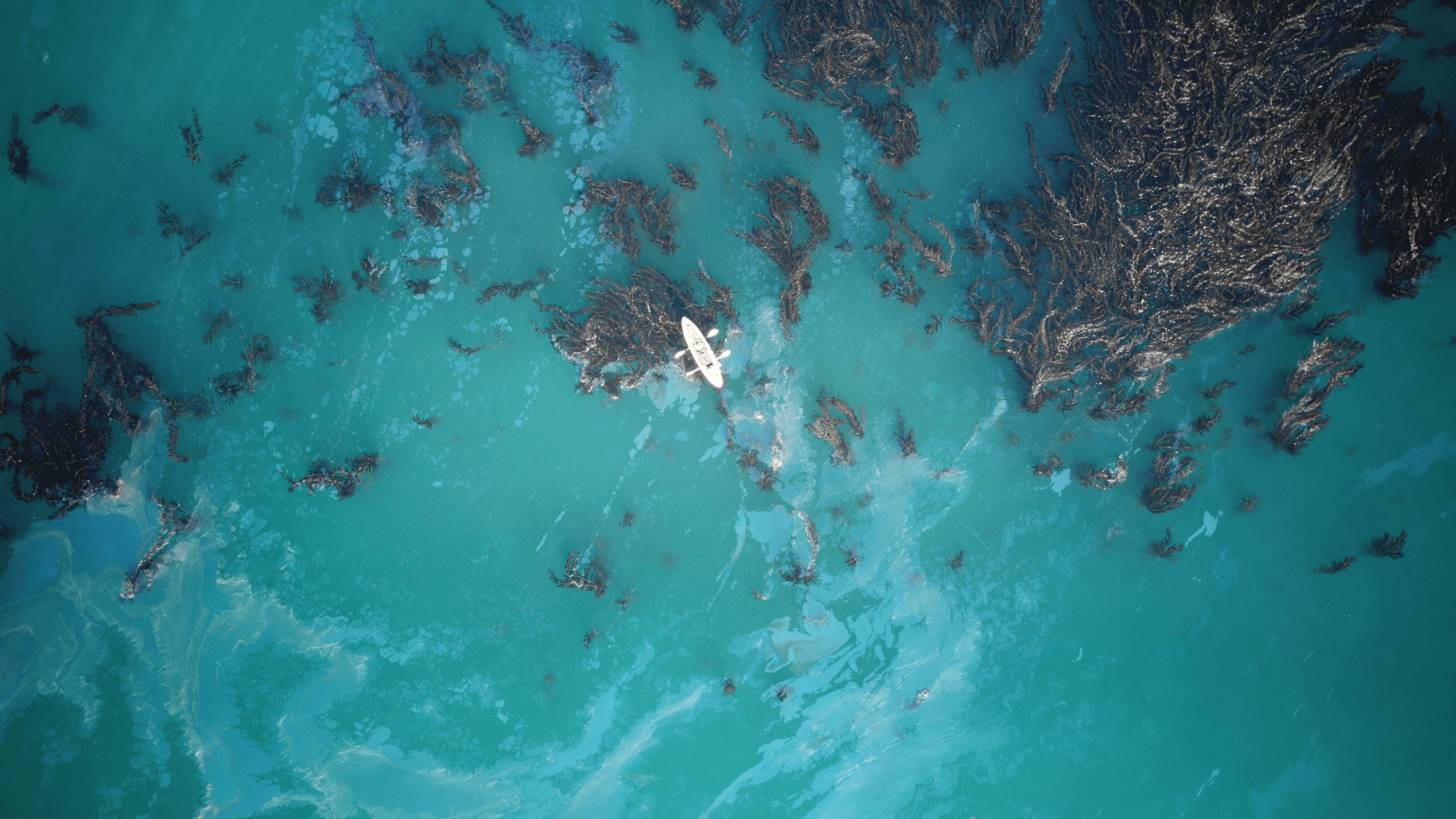 Aerial view of Mason kayaking in a kelp forest