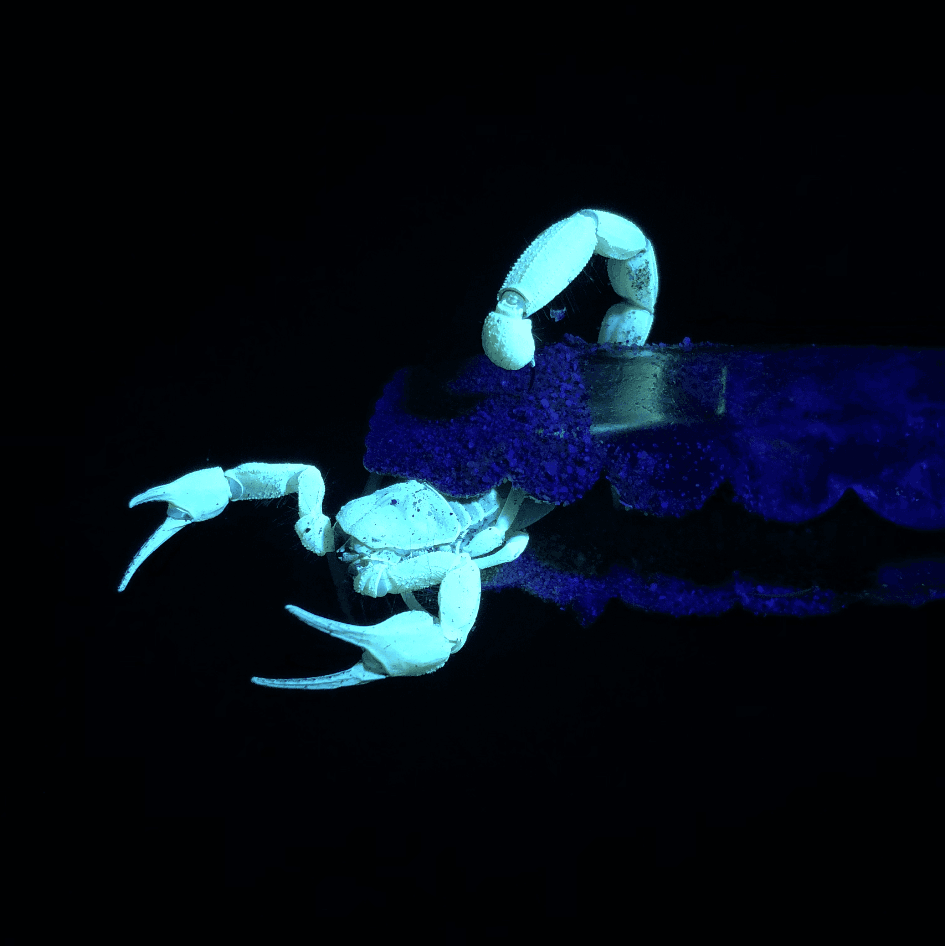 A scorpion in Baja California