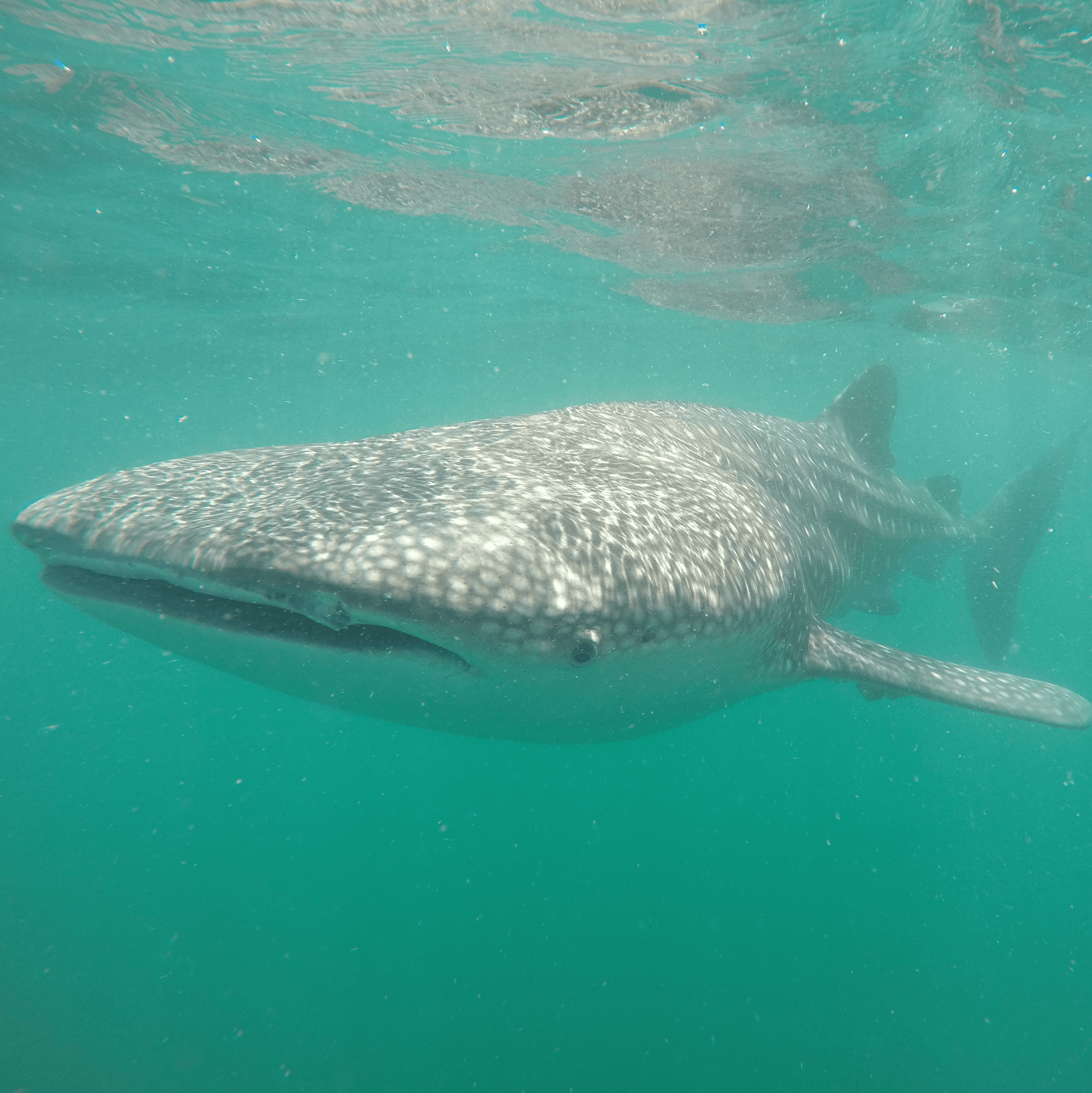 A whale shark in Baja California