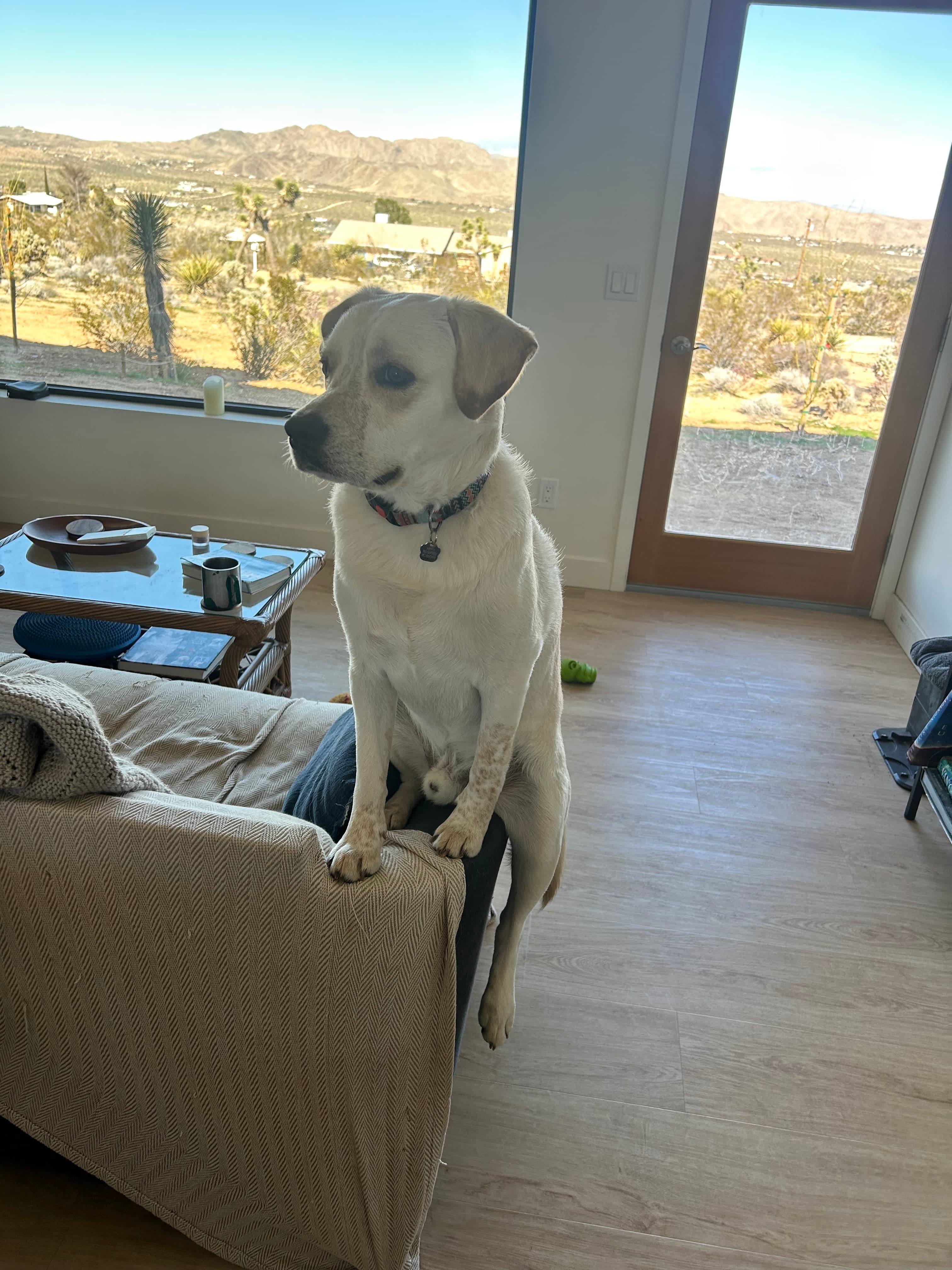 Pippin on his perch.