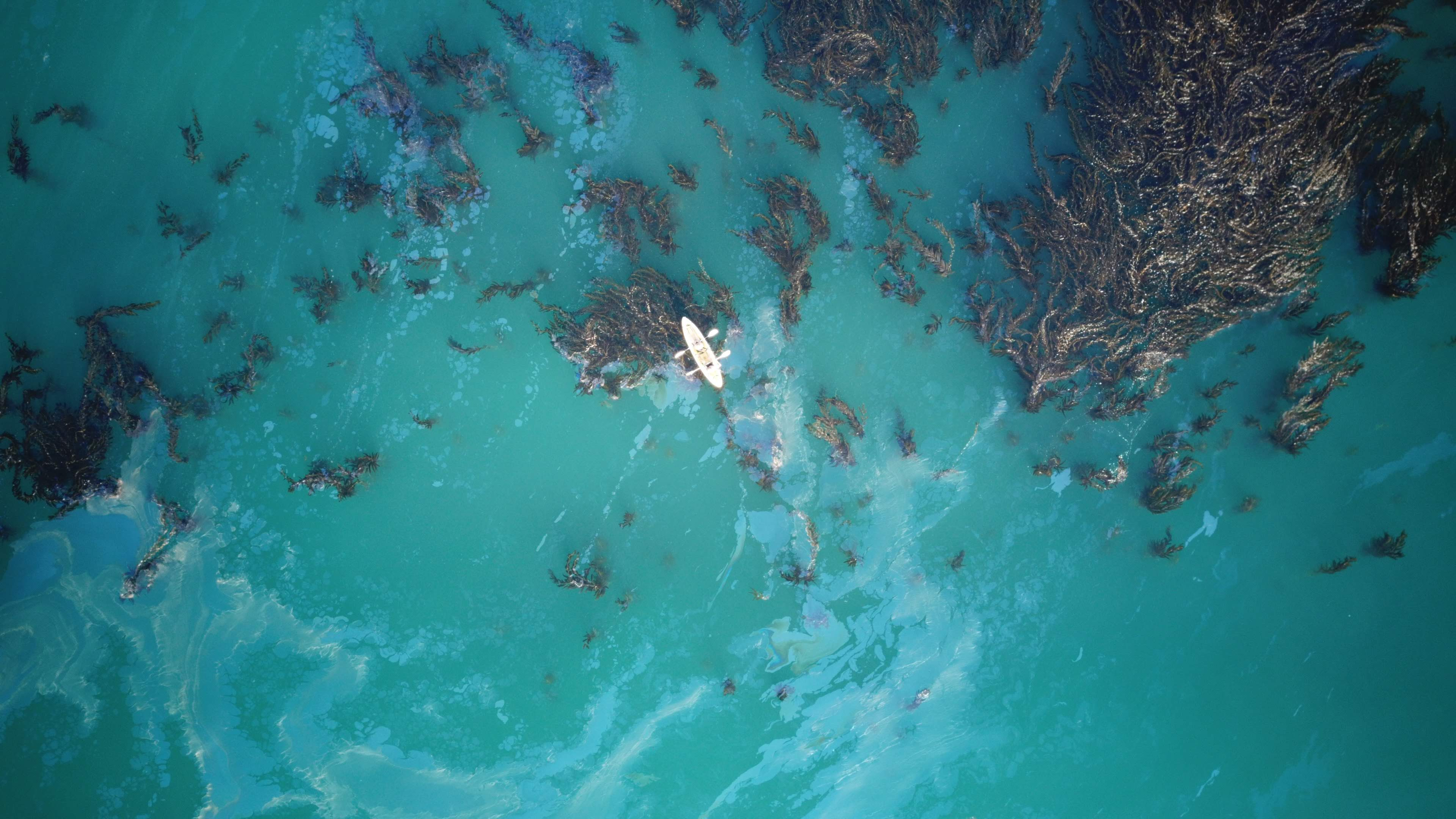 Aerial view of Mason kayaking in a kelp forest